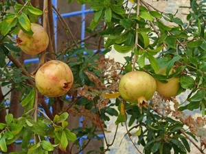 Birgu-012