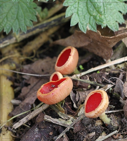 Rode kelkzwam - Sacroscypha coccinea