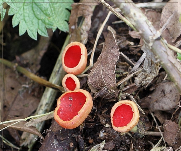 Rode kelkzwam - Sacroscypha coccinea