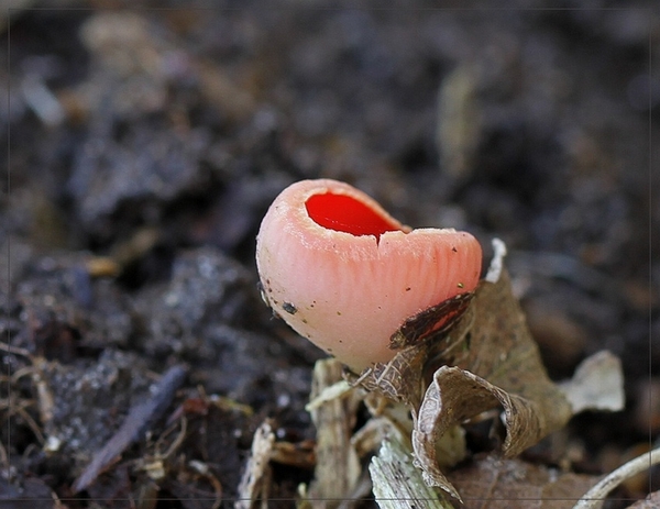 Rode kelkzwam - Sacroscypha coccinea