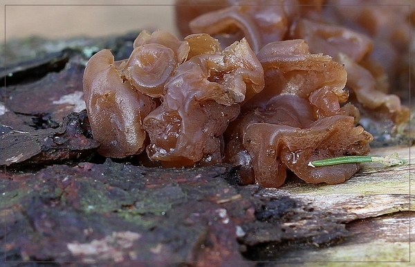 Bruine trilzwam - Tremella foliacea  (1)