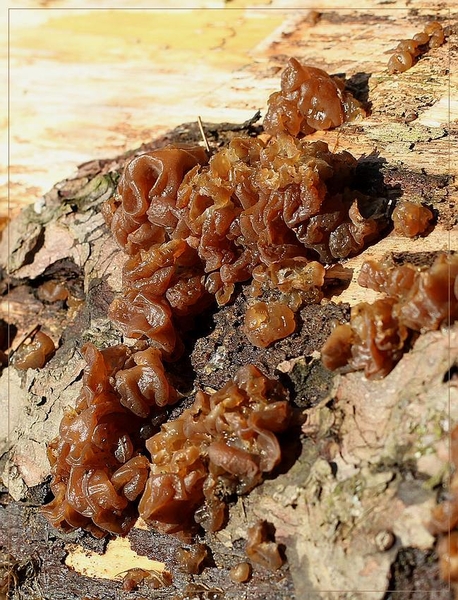 Bruine trilzwam - Tremella foliacea  (2)