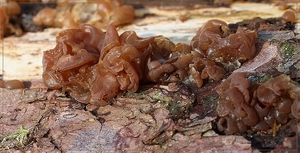 Bruine trilzwam - Tremella foliacea  (3)