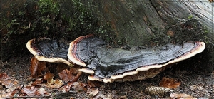 Roodgerande houtzwam - Fomitopsis pinicola  (1)