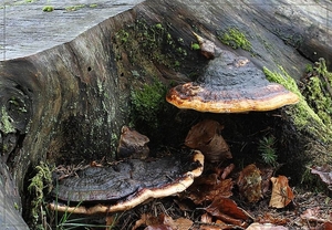 Roodgerande houtzwam - Fomitopsis pinicola  (2)