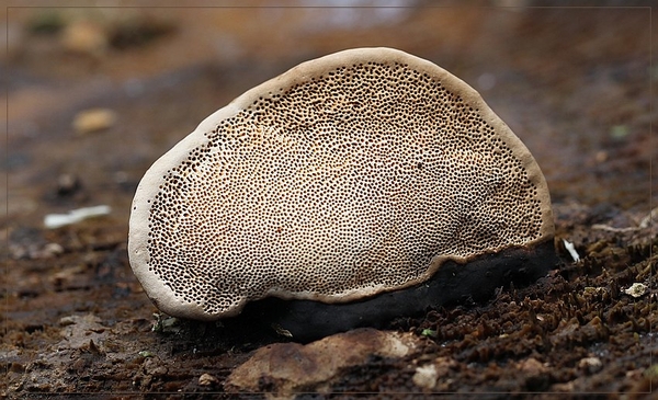 Roodgerande houtzwam - Fomitopsis pinicola (2)