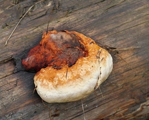 Roodgerande houtzwam - Fomitopsis pinicola