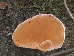 Zadelzwam - Polyporus spuamosus