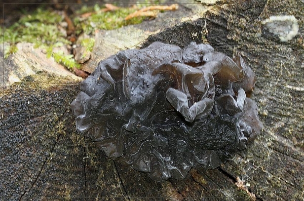Zwarte trilzwam - Exidia plana
