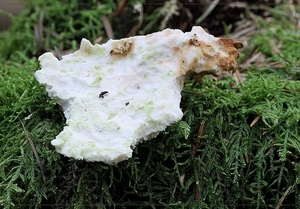 Vlekkende kaaszwam - Postia fragilis