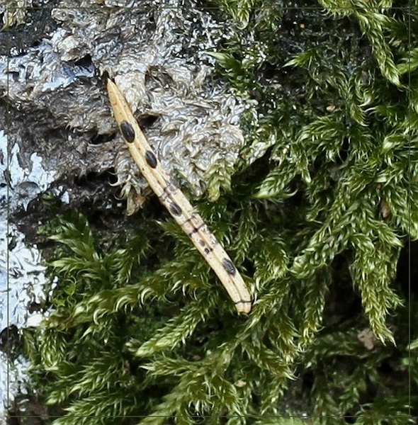 Sparrenspleetlip - Lophodermium piceae