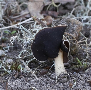 Nonnenkapkluifzwam - Helvella spadicea