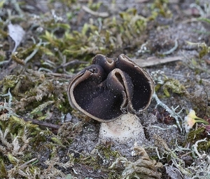 Nonnenkapkluifzwam - Helvella spadicea