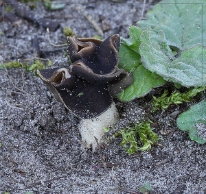 Nonnenkapkluifzwam - Helvella spadicea