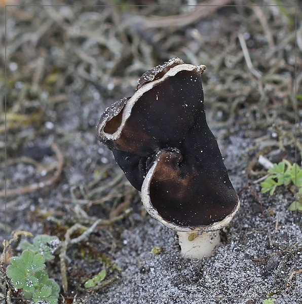 Nonnenkapkluifzwam - Helvella spadicea