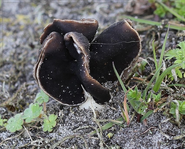 Nonnenkapkluifzwam - Helvella spadicea