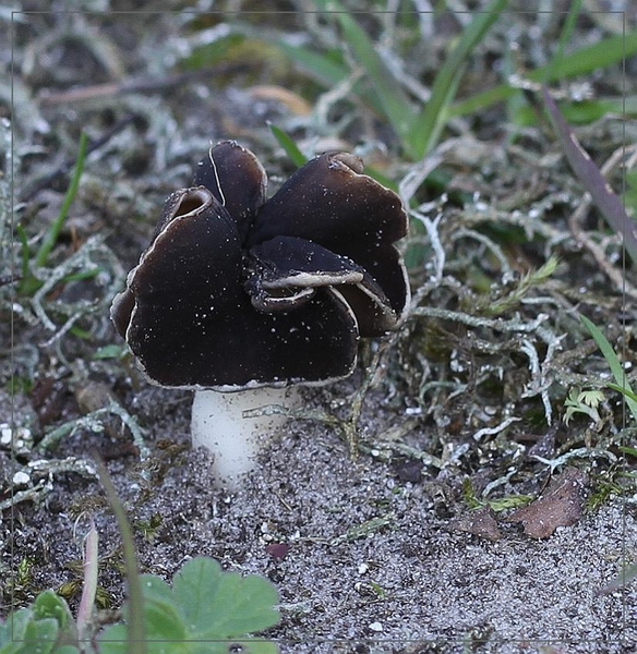 Nonnenkapkluifzwam - Helvella spadicea