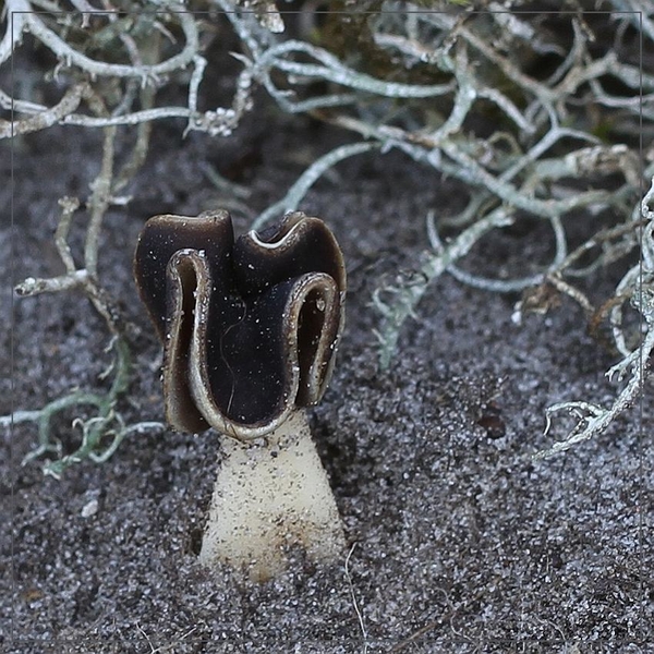 Nonnenkapkluifzwam - Helvella spadicea