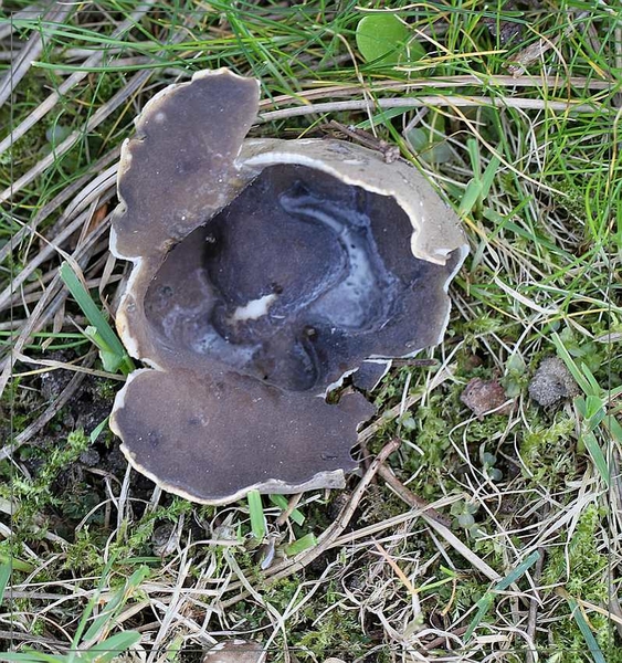 Zwartwitte bokaalkluifzwam - Helvella leucomelaena