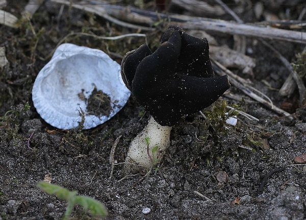 Nonnenkapkluifzwam - Helvella spadicea