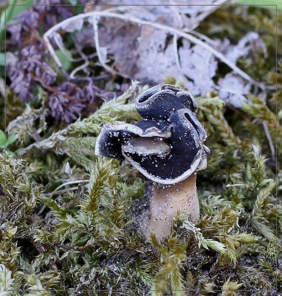 Nonnenkapkluifzwam - Helvella spadicea