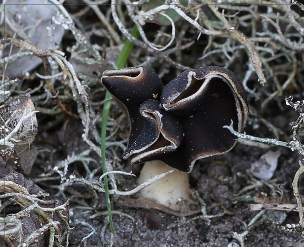 Nonnenkapkluifzwam - Helvella spadicea