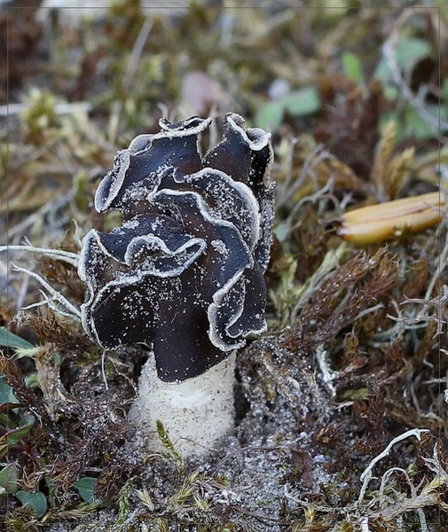 Nonnenkapkluifzwam - Helvella spadicea