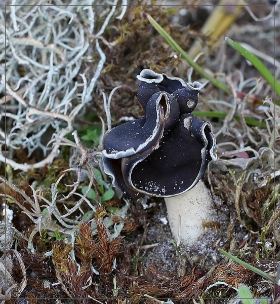 Nonnenkapkluifzwam - Helvella spadicea