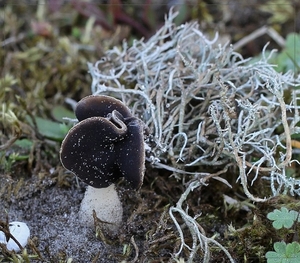 Nonnenkapkluifzwam - Helvella spdicea