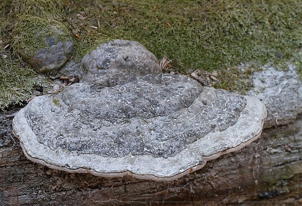 Echte tonderzwam - Fomes fomentarius