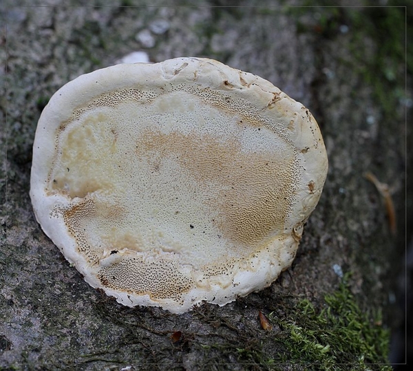 Roodgerande houtzwam - Fomitopsis pinicola