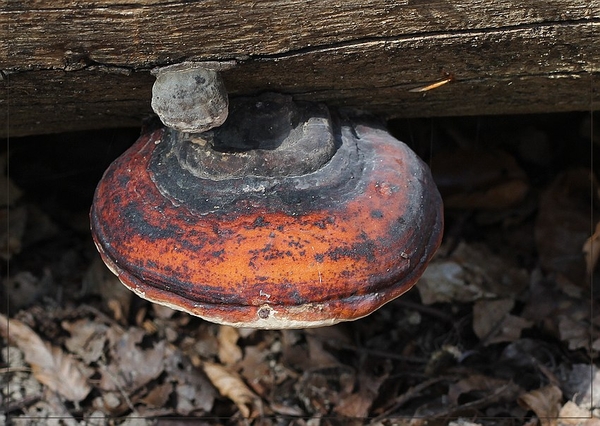 Roodgerande houtzwam - Fomitopsis pinicola