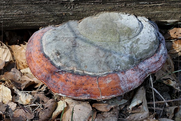 Roodgerande houtzwam - Fomitopsis pinicola