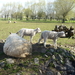 150414 OOSTVELD 002