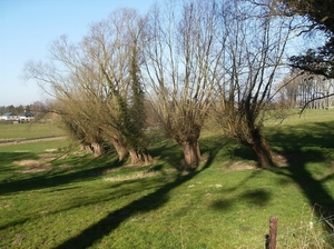 Herne Maart 2015 009