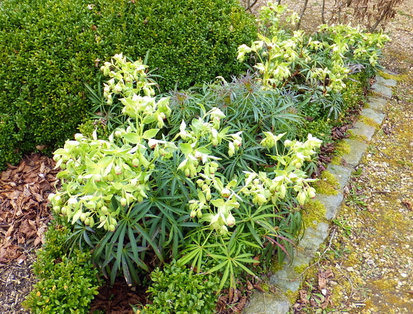 33-helleborus