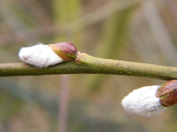 aktivia wandeling denderhoutem