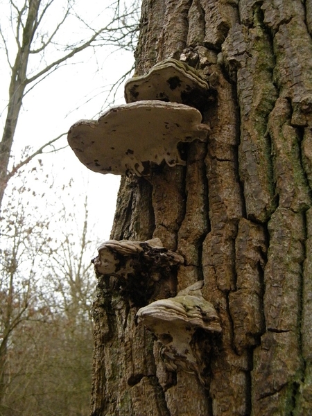 aktivia wandeling denderhoutem