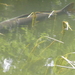 P7060006
