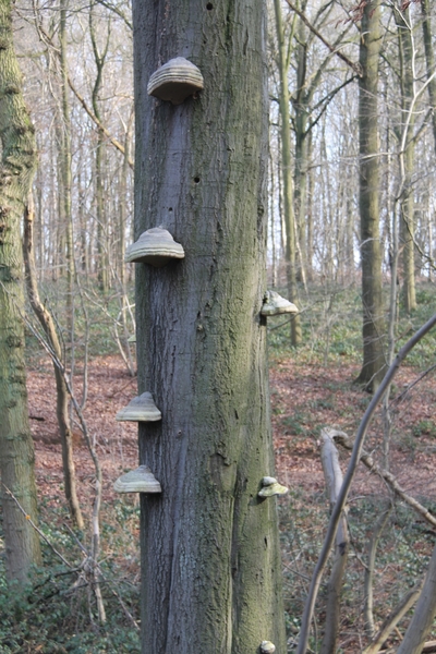 Winterwandeling Blok 9 22 februari 2015 064