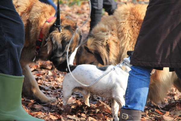 Winterwandeling Blok 9 22 februari 2015 072