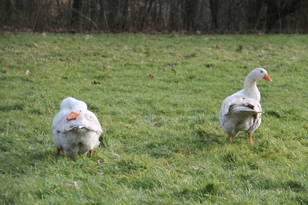 Winterwandeling Blok 9 22 februari 2015 078