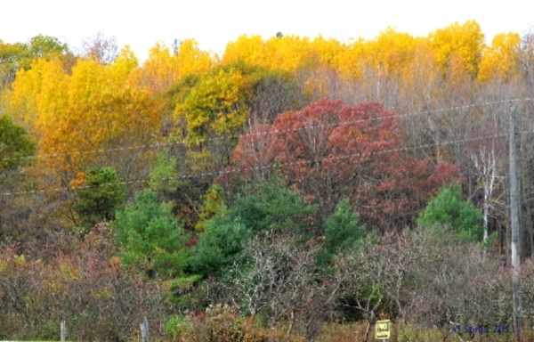 20111029 115243 Lysenko Canada