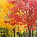 20111031 113448 Lysenko Canada-