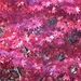 20111106 164851 Lysenko Canada