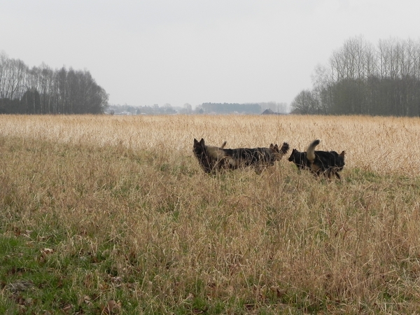 spelen in het veld