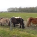 de Shetlanders moesten in de wei blijven