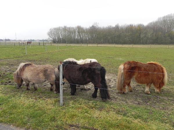 de Shetlanders moesten in de wei blijven