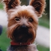 robbie de hond