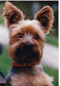 robbie de hond